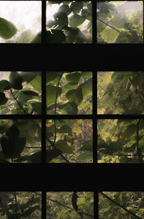 Green-tinted ecological glass panel with natural light shining through.