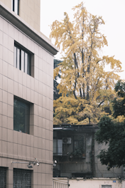 A tall modern building with light-colored tiles is situated next to a large tree with bright autumn leaves. The building has large windows and a security camera mounted near the entrance. In the foreground, a slightly older structure with air conditioning units and barred windows is visible. The scene appears to be in an urban environment, with nature blending with man-made structures.