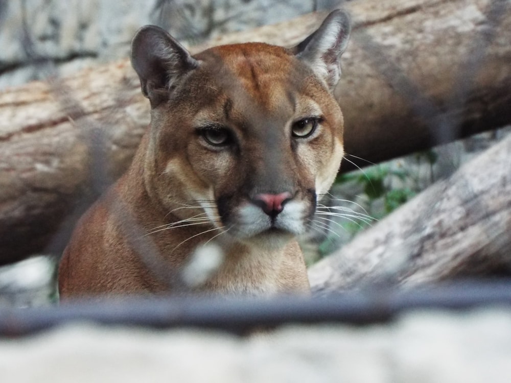 a close up of a mountain lion behind a fence