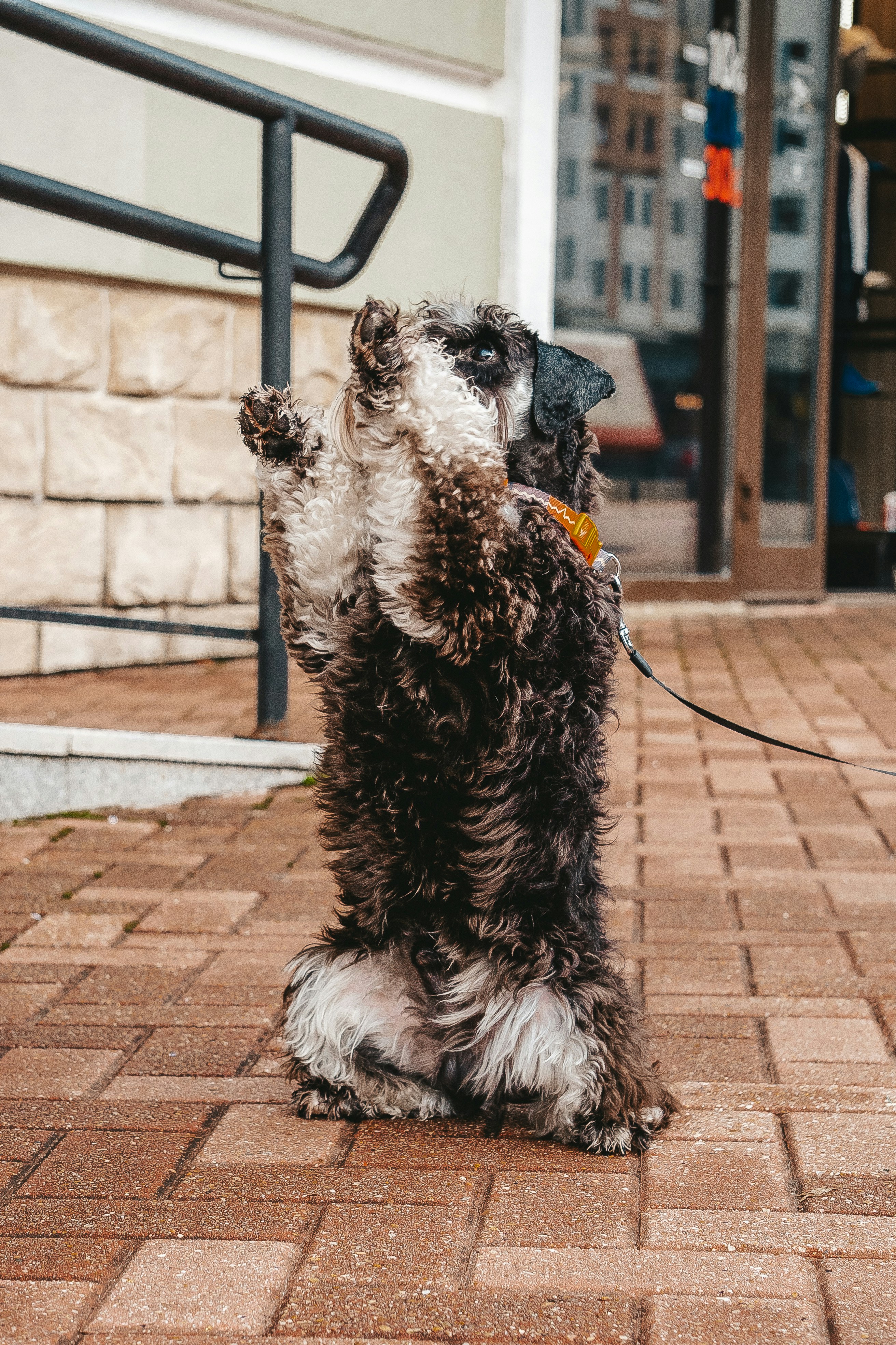 a black and white dog standing on its hind legs
