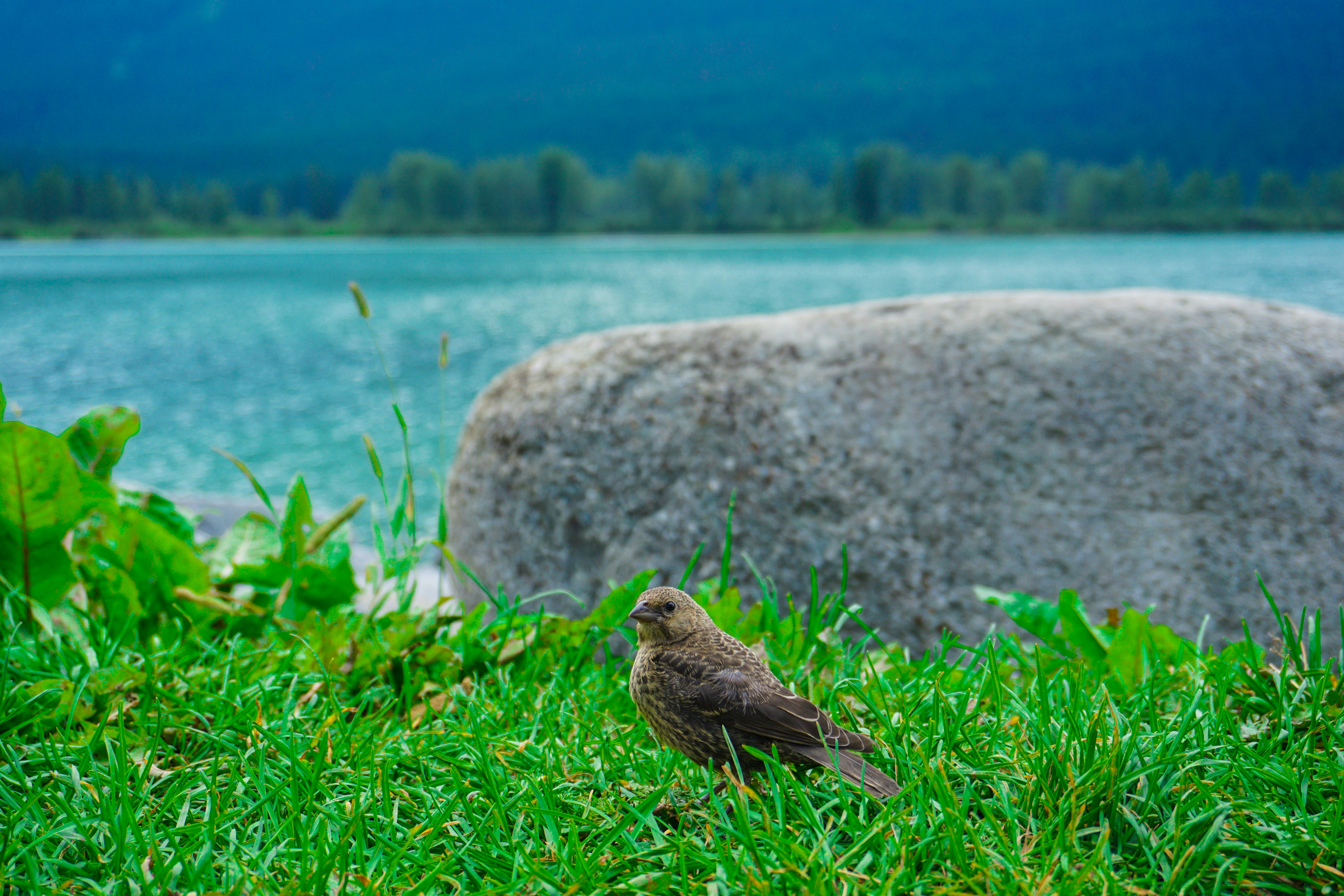 a bird is sitting on the grass near the water