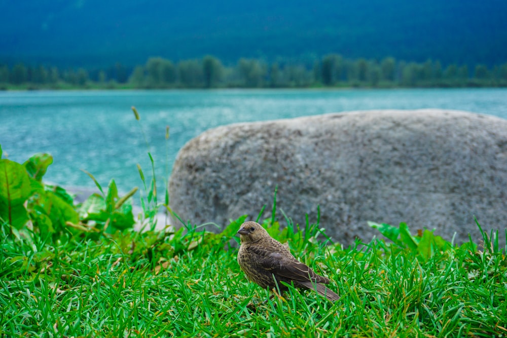 a bird is sitting on the grass near the water
