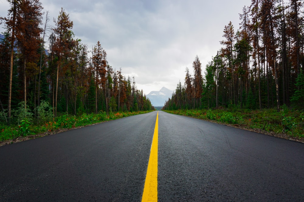 an empty road in the middle of a forest