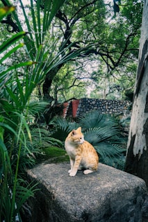 a cat sitting on a rock in a garden