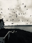 A flock of birds is captured in flight above a coastline with a cloudy sky. A wooden house with a slanted roof is positioned to the left, overlooking the water. The landscape appears serene yet dramatic, with a mix of open water and distant hills.