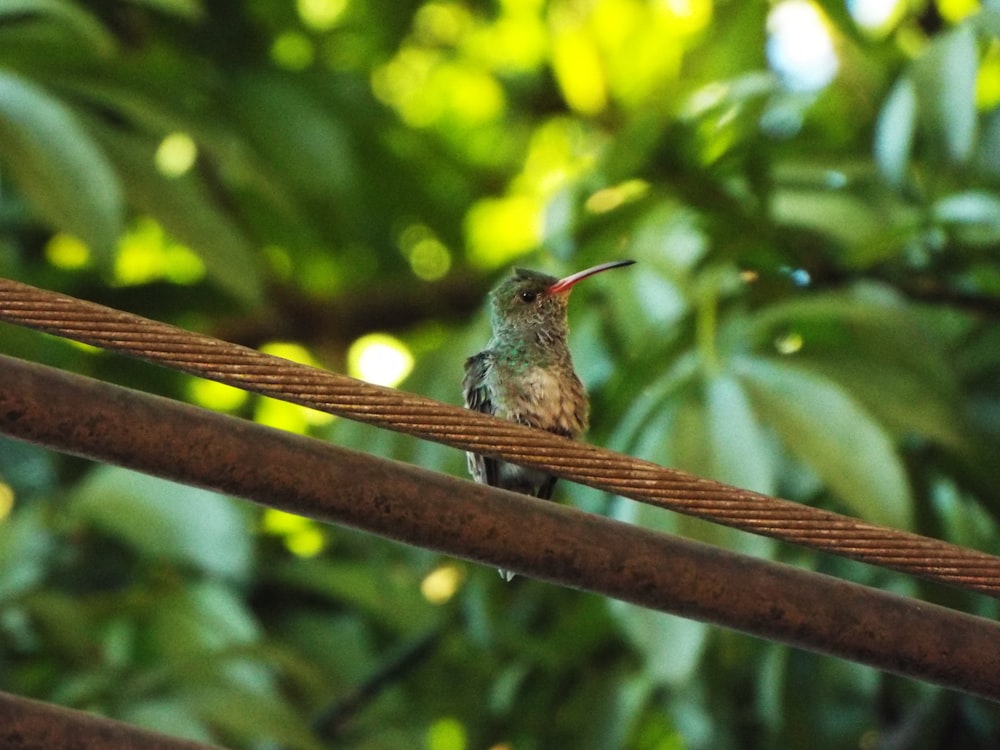 a small bird perched on a metal bar