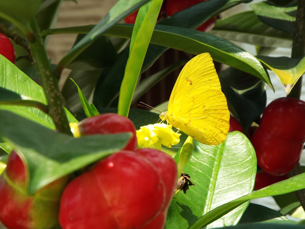 a yellow butterfly sitting on top of a leafy plant