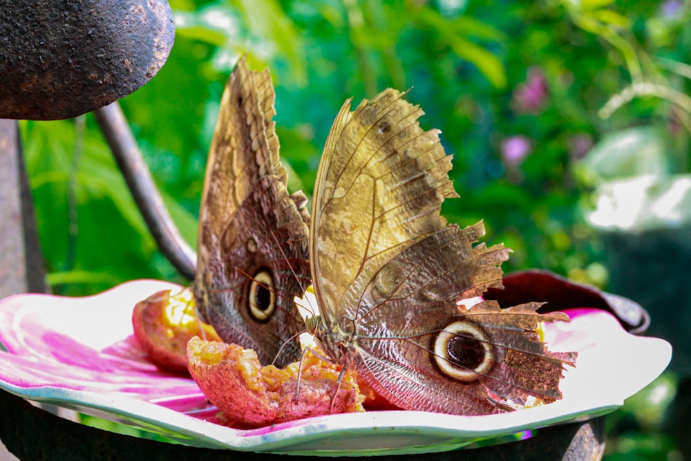 a butterfly sitting on top of a plate of food