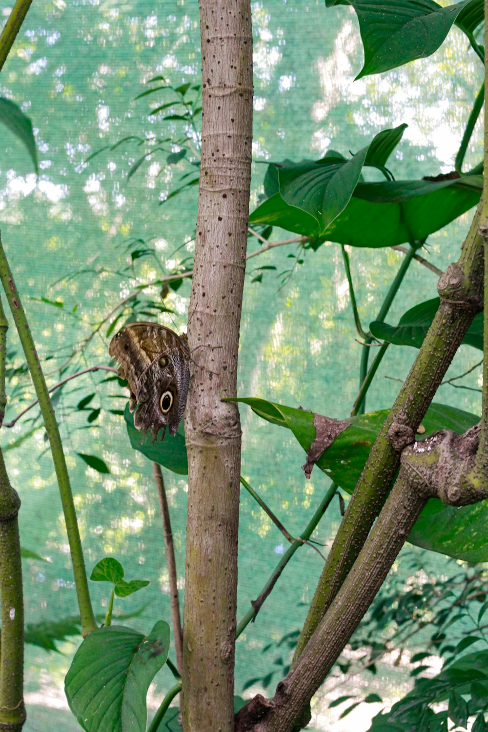 a bird perched on a tree branch in a forest