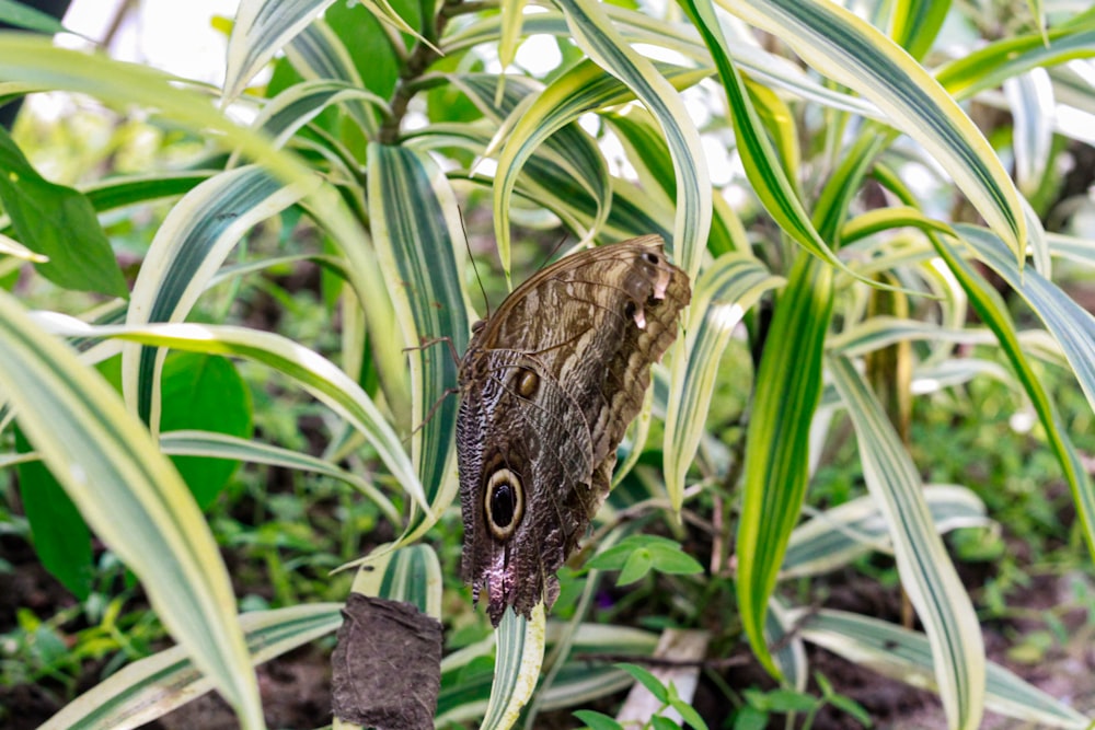a large brown butterfly sitting on top of a green plant