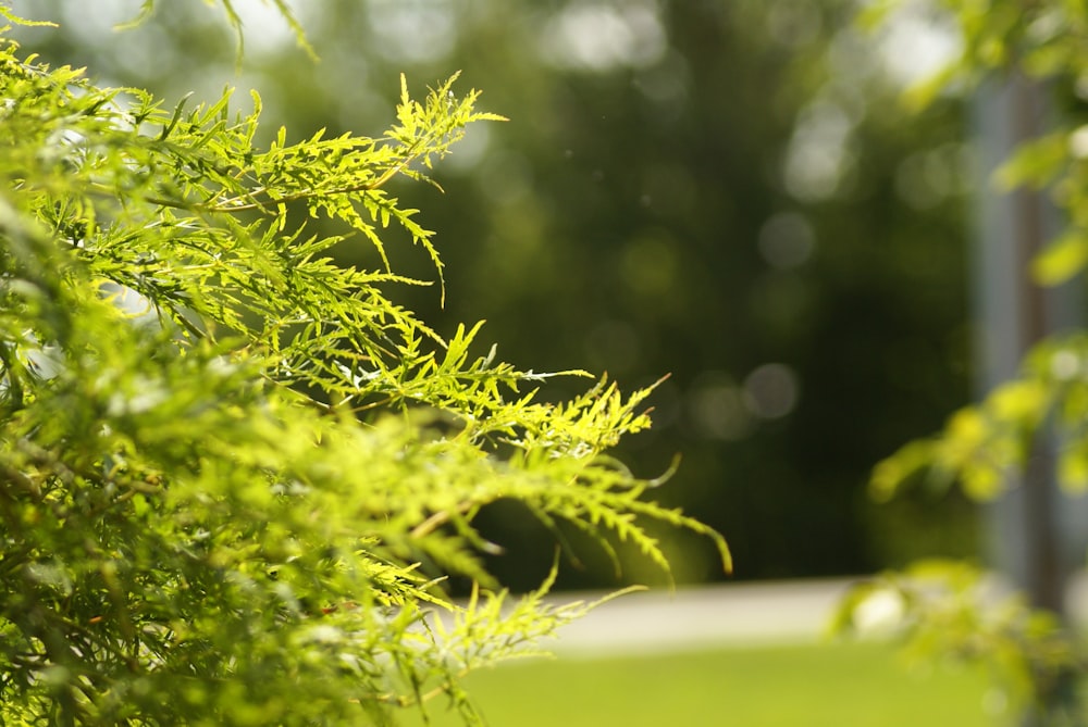 a close up of a green plant with blurry trees in the background