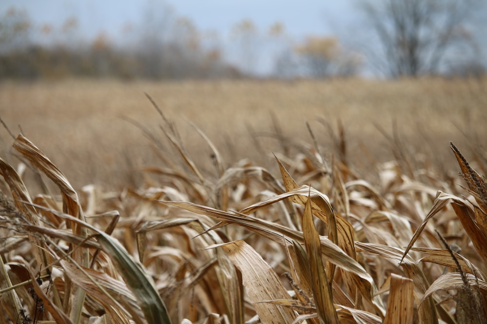 a field full of tall grass with trees in the background