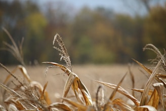 Close-up of dried corn stalks in a field, with blurred background trees in autumn colors. The stalks are golden brown, indicating the harvest season.