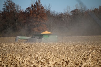 A large agricultural machine, likely a combine harvester, is operating in a cornfield with visible harvested corn kernels collected in a bin. The field is surrounded by autumnal trees, and there is dust or chaff in the air, possibly from the harvesting process.