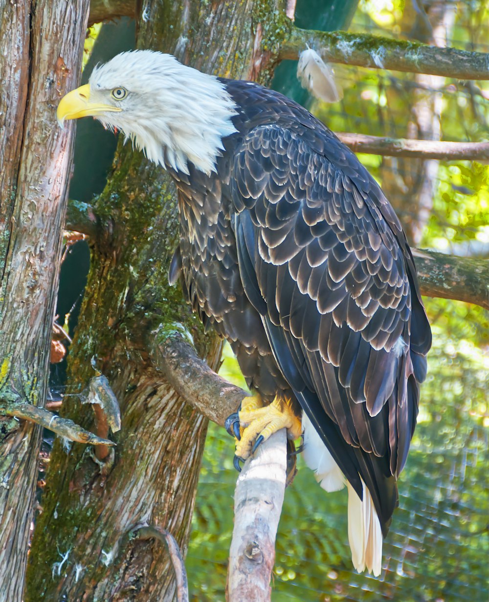 uma águia careca empoleirada em um galho de árvore