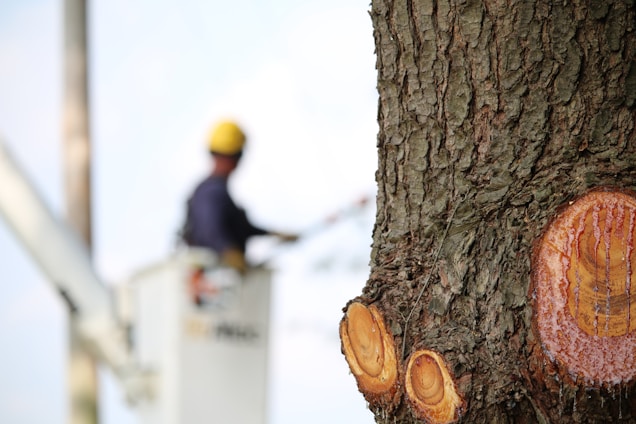 A close-up of a tree trunk with visible cut branches on the right side. The wood is exposed, showing circular cuts with sap oozing out. In the background, there is a worker wearing a yellow hard hat, blurred and standing in an elevated bucket, possibly trimming or inspecting the tree.