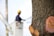 A close-up of a tree trunk with visible cut branches on the right side. The wood is exposed, showing circular cuts with sap oozing out. In the background, there is a worker wearing a yellow hard hat, blurred and standing in an elevated bucket, possibly trimming or inspecting the tree.