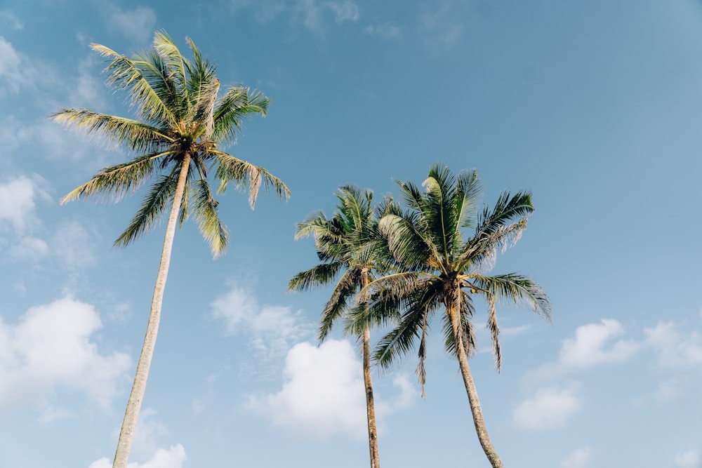 two palm trees against a blue sky with clouds