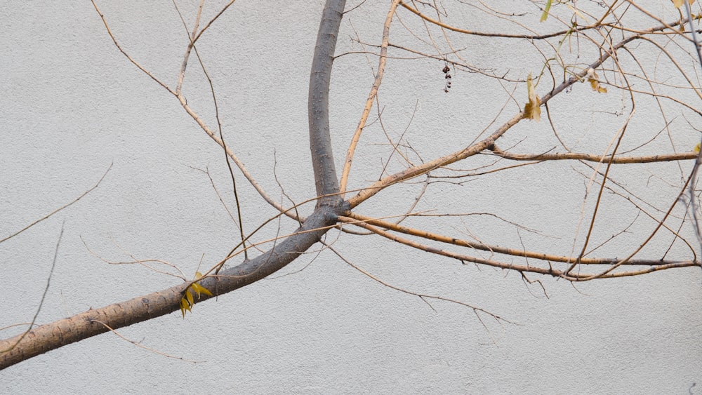 a tree branch with no leaves on it