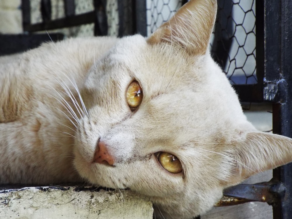 a close up of a cat laying on the ground