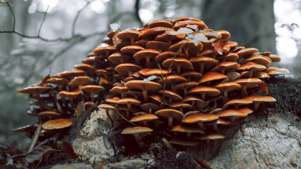 a cluster of mushrooms growing on a tree stump