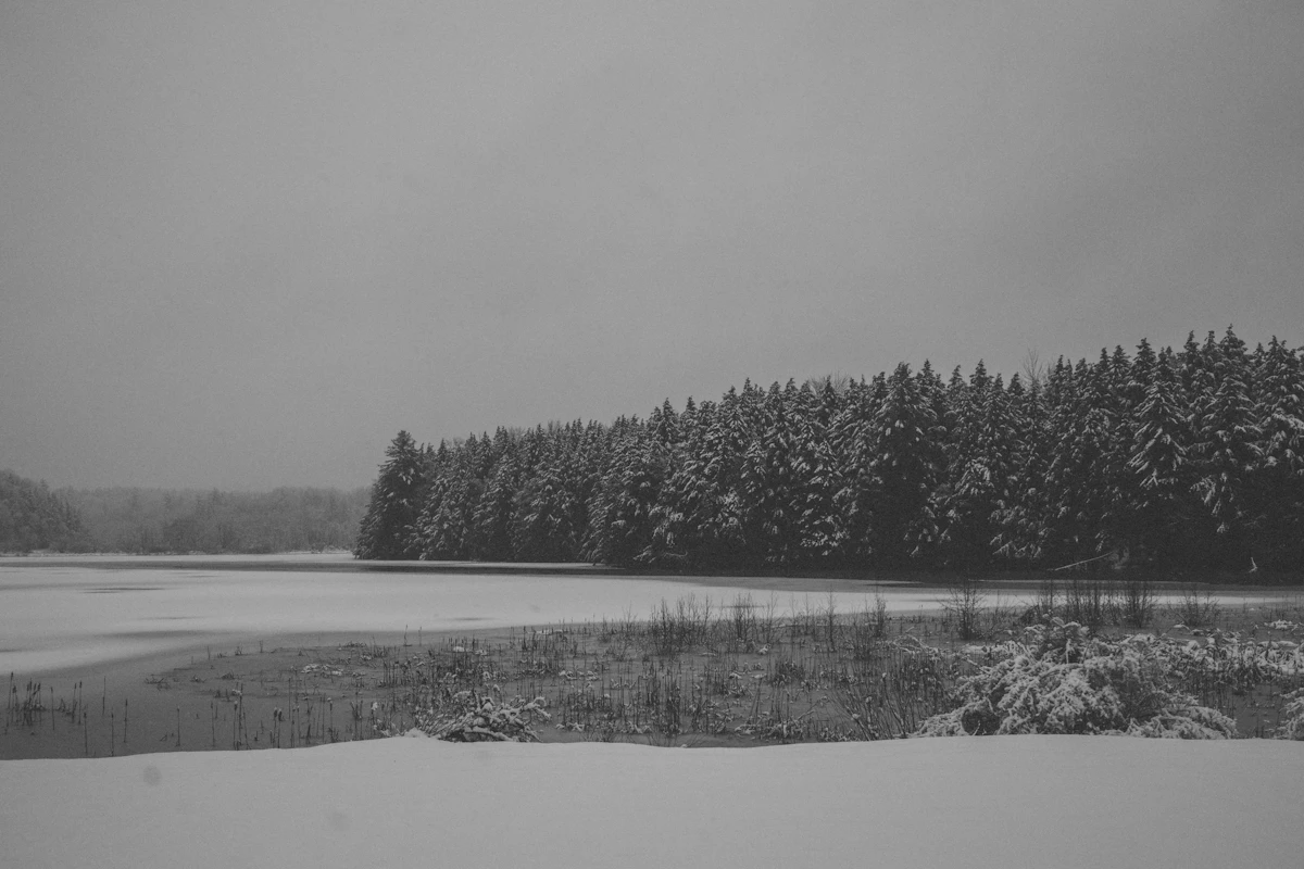 Snowy New England forest after a winter storm
