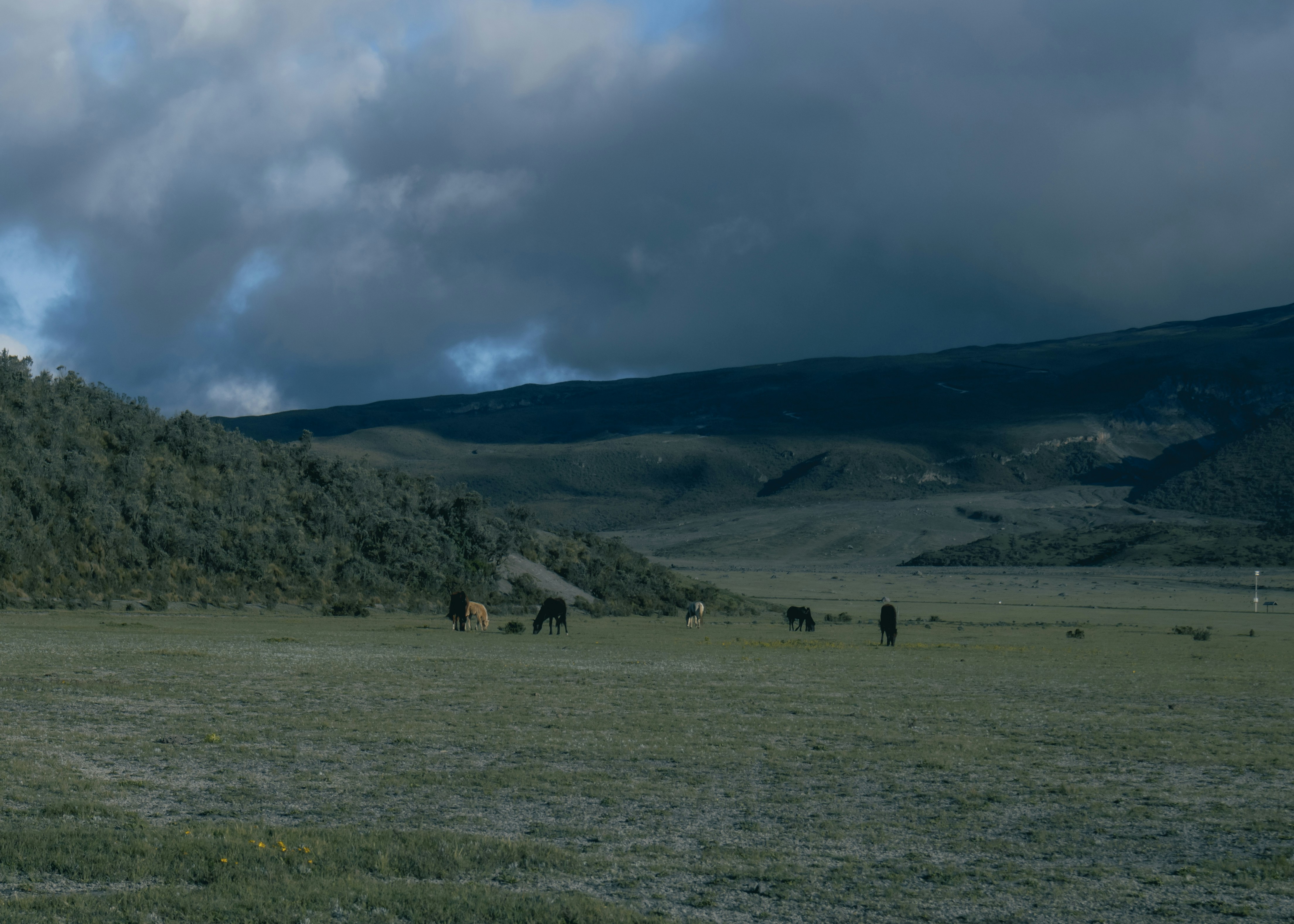 Bugün öğrendim ki: Rankin Bass'ın hem Hobbit...