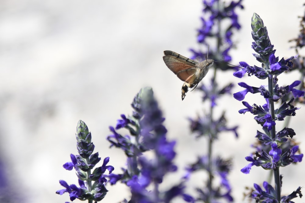a small brown butterfly flying over a purple flower