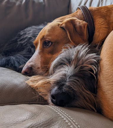 A group of happy dogs resting together after a meal.