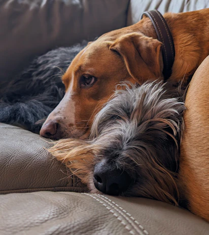 Two dogs cuddling together on a cozy green couch.