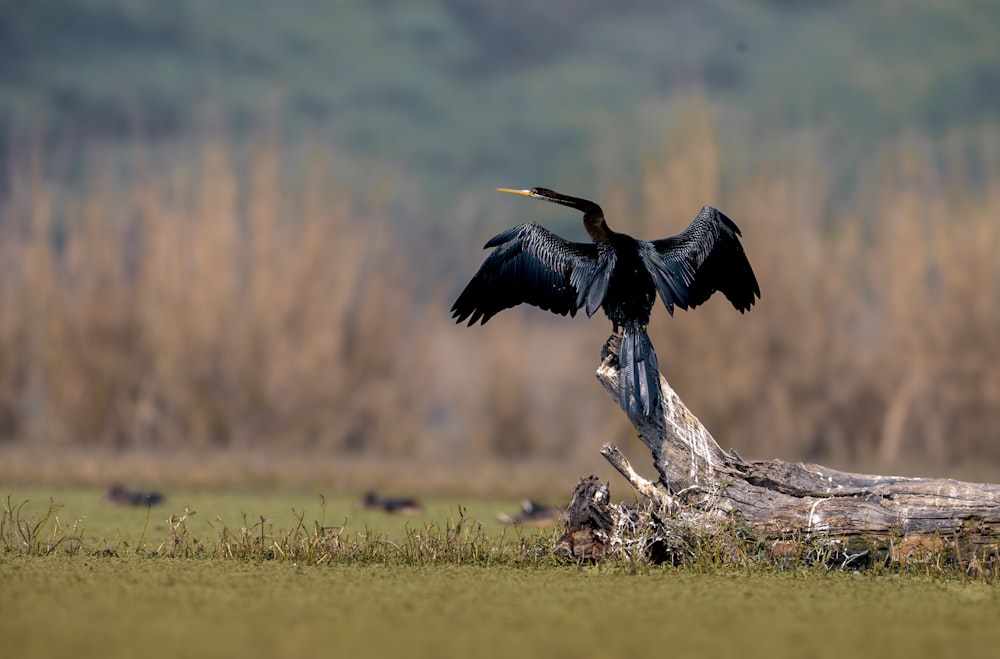 a bird with a long beak sitting on top of a tree stump