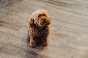 A small brown, curly-haired dog sits on a wooden floor, looking upward with a curious expression. The dog's fur is fluffy and covers its eyes slightly, adding to its endearing appearance.