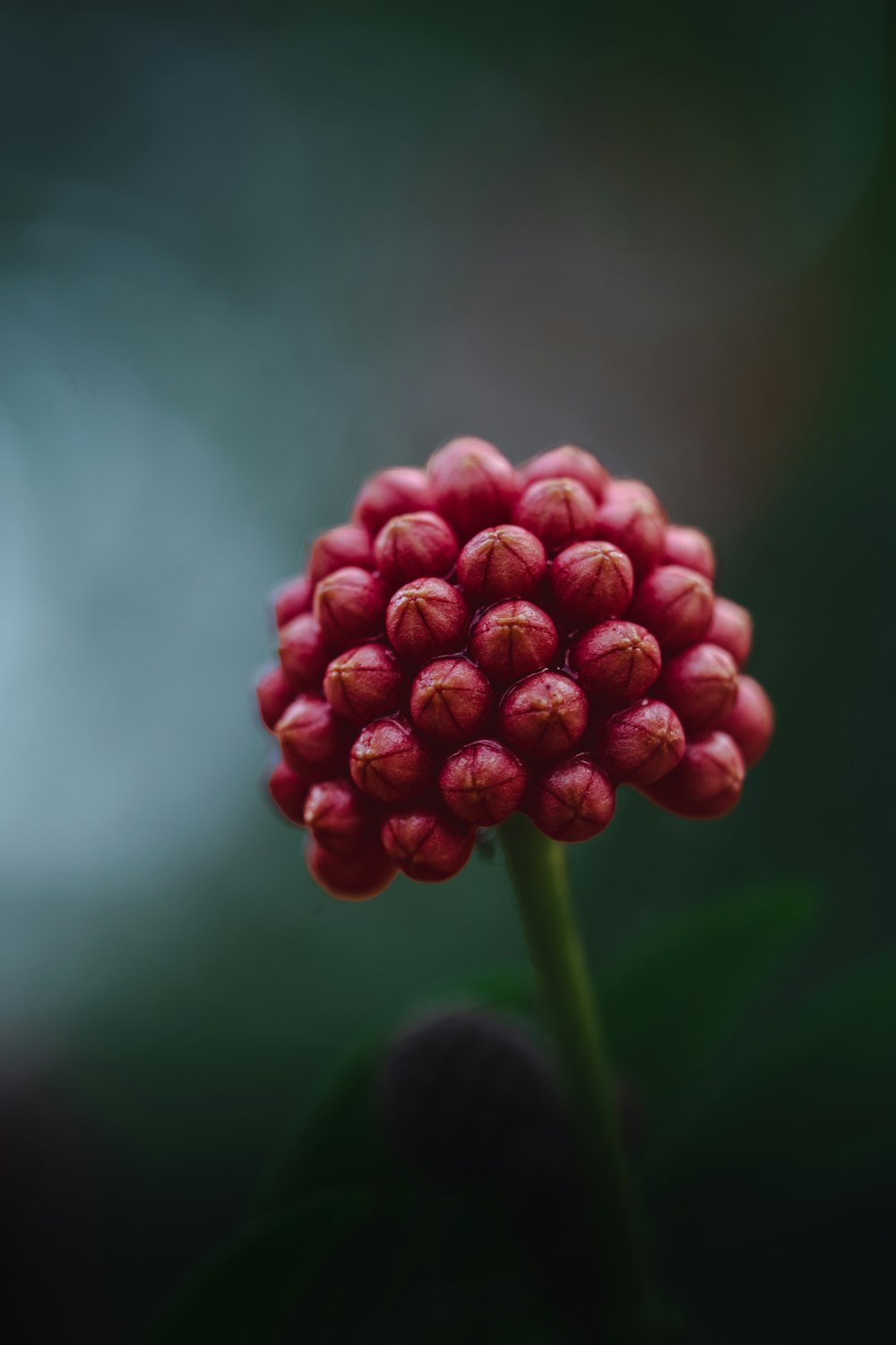 a close up of a red flower with a blurry background