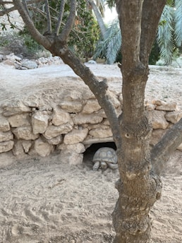 A tortoise is partially visible, resting at the entrance of a small cave-like structure made of stacked rocks. A tree with a rough trunk and branches occupies the foreground. The environment is arid with sandy ground and sparse vegetation, including another tortoise in the background.