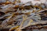 A close-up view of seaweed with long, flat, brown and greenish fronds. Some fronds have bulbous air bladders and textured surfaces, giving a slightly translucent appearance.