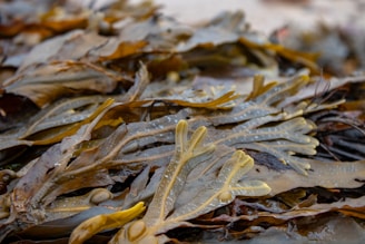 A close-up view of seaweed with long, flat, brown and greenish fronds. Some fronds have bulbous air bladders and textured surfaces, giving a slightly translucent appearance.