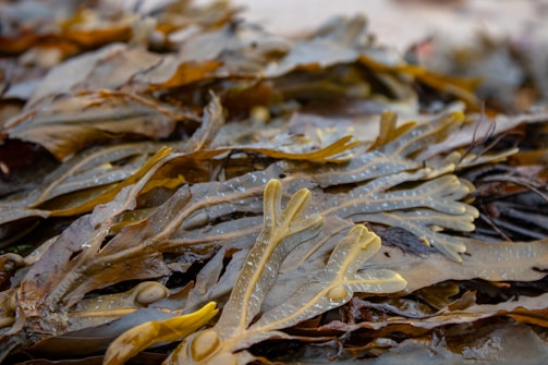 A close-up view of seaweed with long, flat, brown and greenish fronds. Some fronds have bulbous air bladders and textured surfaces, giving a slightly translucent appearance.