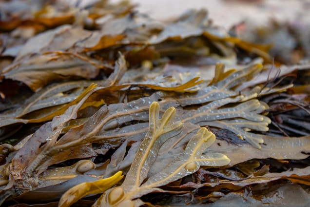 A close-up view of seaweed with long, flat, brown and greenish fronds. Some fronds have bulbous air bladders and textured surfaces, giving a slightly translucent appearance.