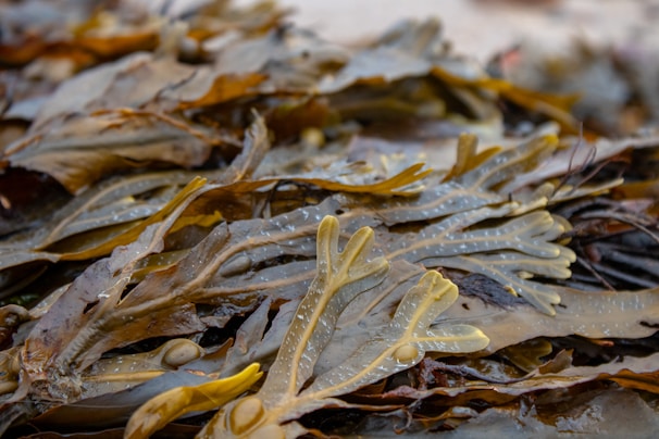 A close-up view of seaweed with long, flat, brown and greenish fronds. Some fronds have bulbous air bladders and textured surfaces, giving a slightly translucent appearance.