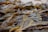 seaweed 
