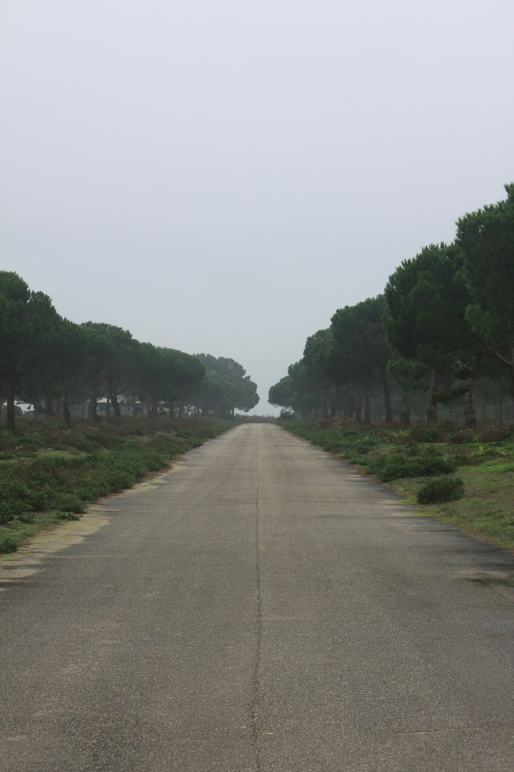 an empty road with trees on both sides