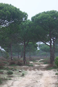 A cozy forest trail winding through towering Douglas firs under a misty sky.