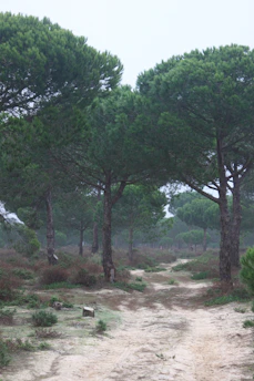 A misty forest trail winding through towering pine trees at dawn.
