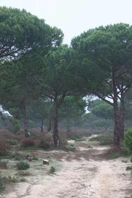 A cozy forest trail winding through towering Douglas firs under a misty sky.