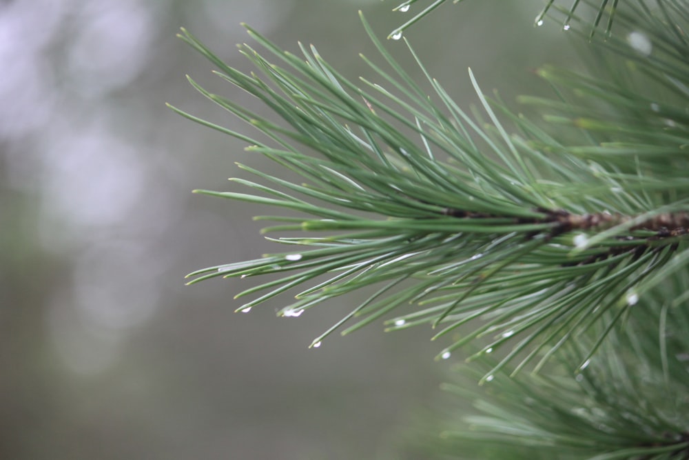 a pine branch with drops of water on it