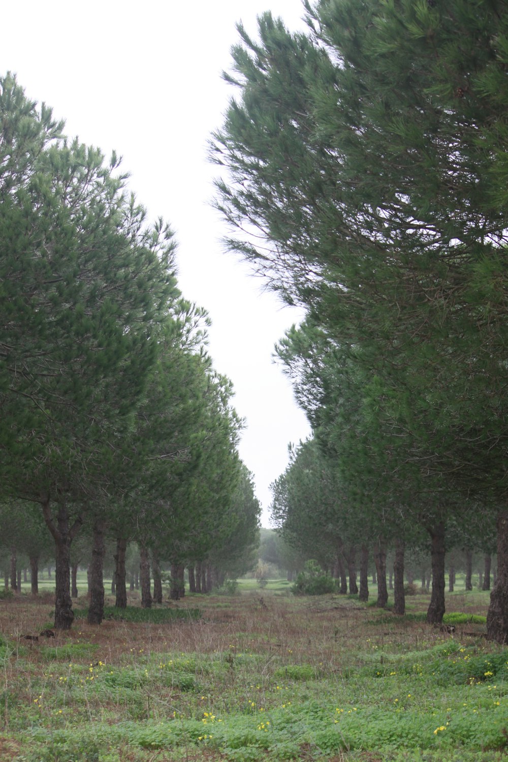 a group of trees that are in the grass