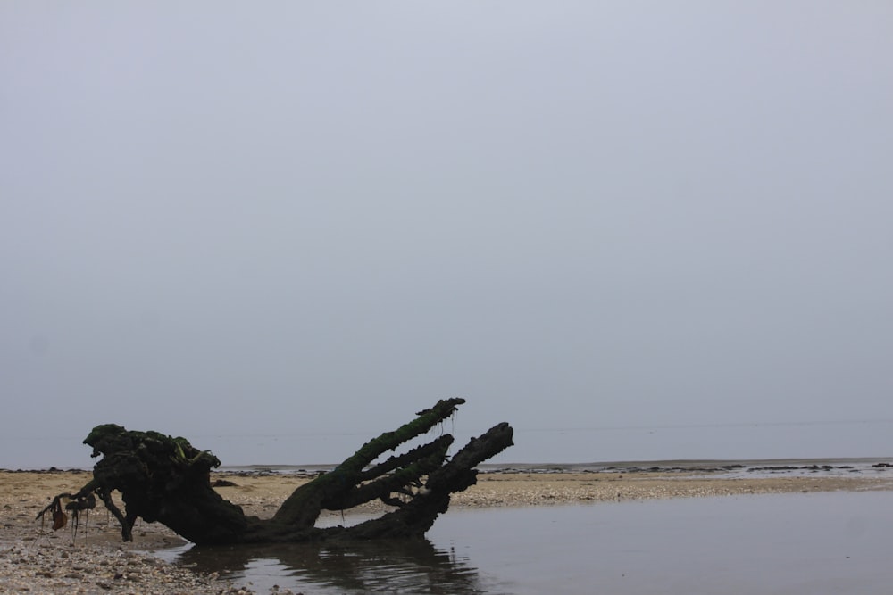 un gran tocón de árbol sentado en la parte superior de una playa de arena