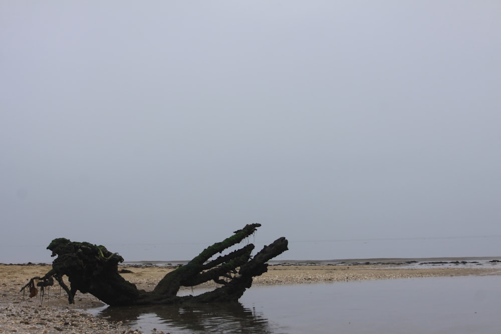 a large tree stump sitting on top of a sandy beach