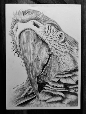 Detailed pen-and-ink drawing of a rare British warbler perched on a branch.