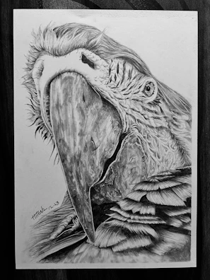 Detailed pen-and-ink drawing of a rare tropical bird perched on a branch.